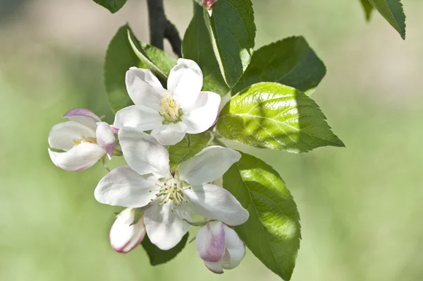 Яблуня розквіт — стокове фото