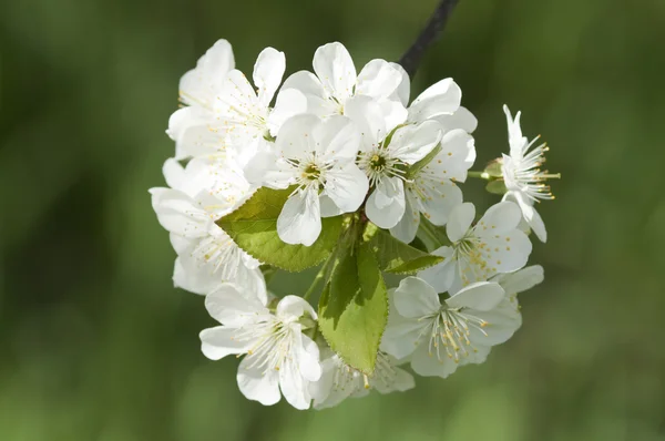 꽃이 만발한 벚꽃 나무 스톡 이미지