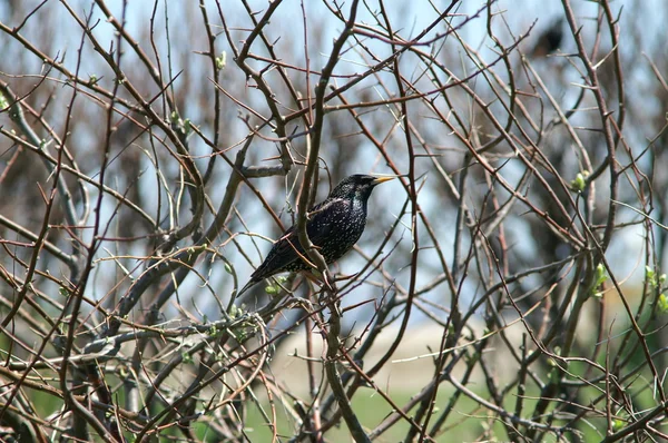 Fågel på en buske — Stockfoto