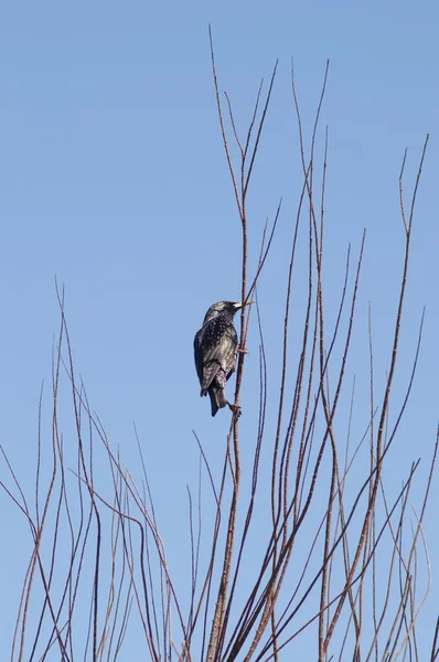Fågel på en buske — Stockfoto