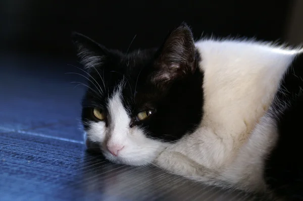 슬픈 고양이 스톡 사진