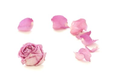 Dry tea rose with petals around clipart