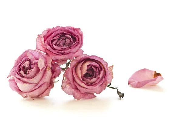 Drei trockene Rosen isoliert auf weiß. — Stockfoto