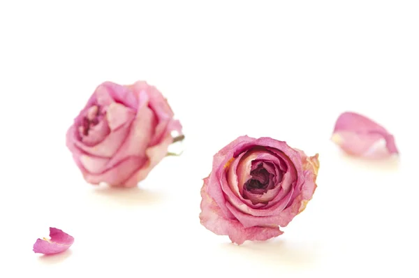Zwei getrocknete Rosen. — Stockfoto