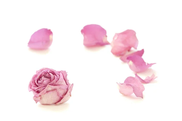 Dry tea rose with petals around — Stock Photo, Image