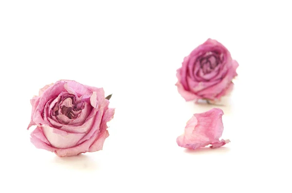 Zwei trockene Rosen isoliert auf weiß. — Stockfoto
