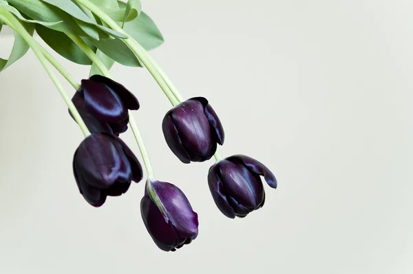 Kytice černých tulipánů — Stock fotografie
