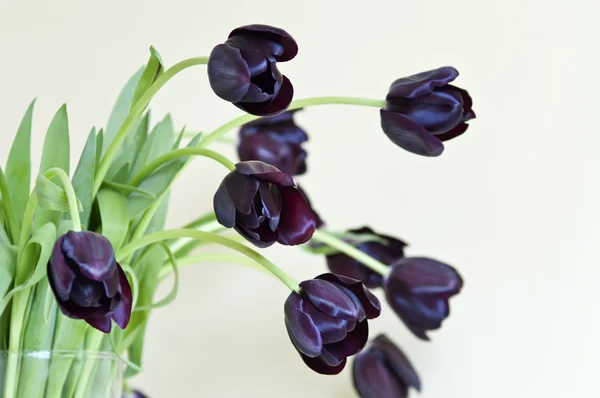 Bouquet of black tulips in a vase — Stok fotoğraf