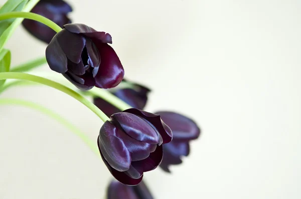 一束乌黑的郁金香 — 图库照片