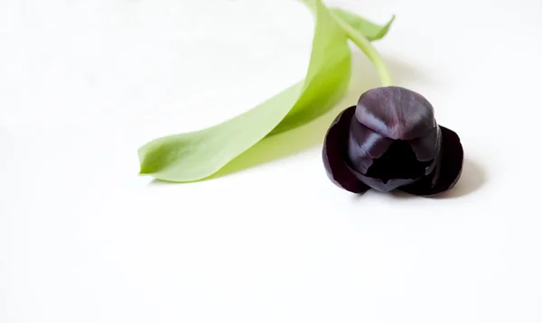 Black tulip on white — Stock Photo, Image