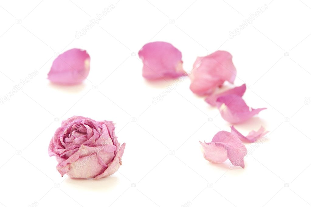 Dry tea rose with petals around