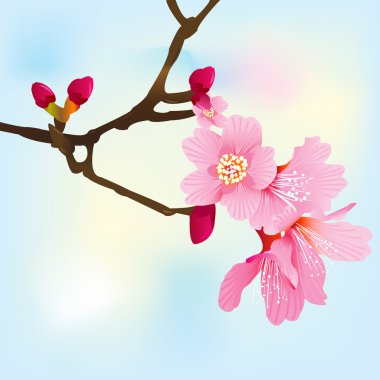 Bahar ağacı dalı pembe çiçekleri ile