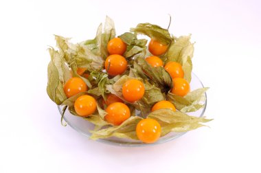 Physalis