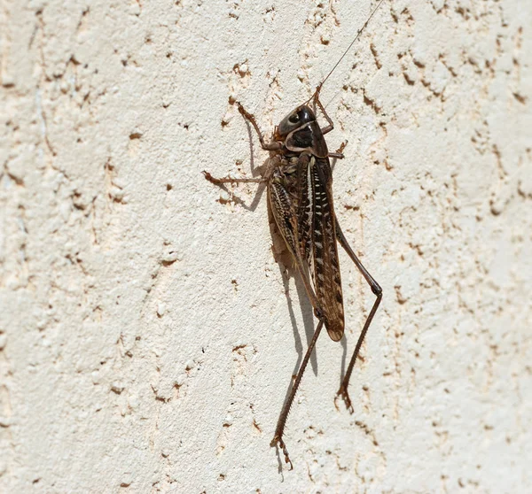 stock image Locust