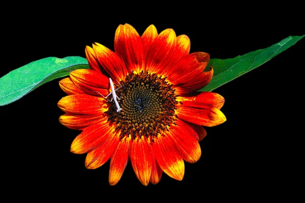 Dekorativní slunečnice — Stock fotografie