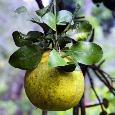 Grape Fruit fresh in tree clipart