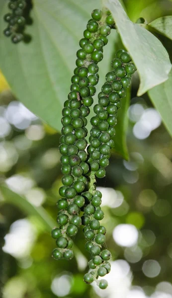 Fresh Green Peper — Stock Photo, Image
