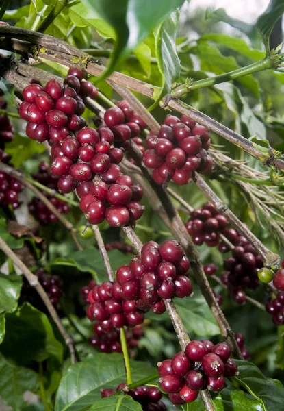 Ruwe koffiebonen cherry — Stockfoto