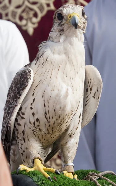 stock image Arabian Falcon