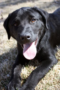 Black Lab clipart