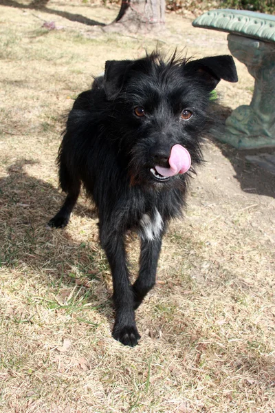 Negro perro pequeño — Foto de Stock