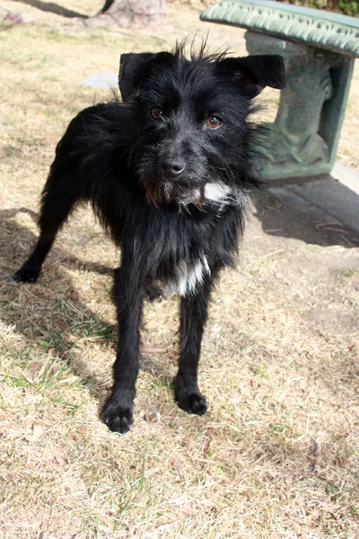 Küçük siyah köpek yüz — Stok fotoğraf