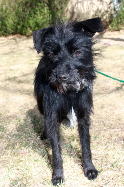黒い小型・ ワイアーヘアード ・犬 — ストック写真