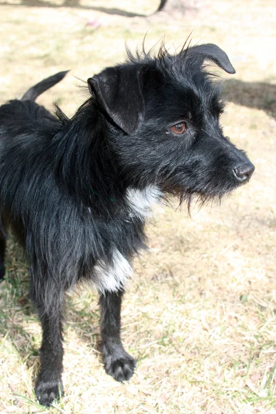 Negro pequeño perro perfil — Foto de Stock