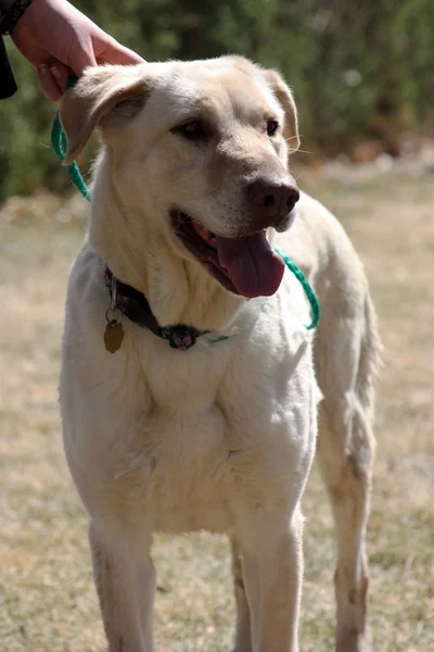 Yellow Lab front view — Stock Photo, Image
