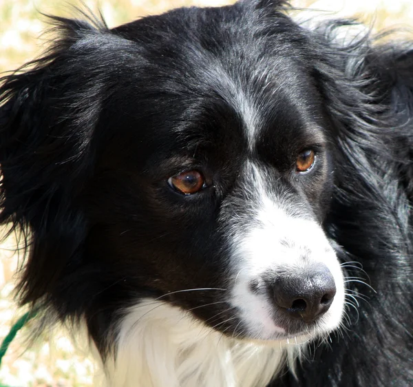 Border ποιμενικού σκύλου corgi μίγμα πρόσωπο closeup — Φωτογραφία Αρχείου