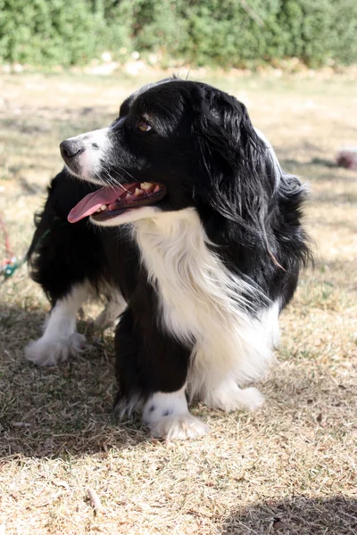 Προφίλ της κόλλεϊ συνόρων corgi ημίαιμο σκυλάκι — Φωτογραφία Αρχείου