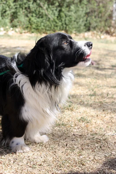 Borda preto e branco collie corgi mix profile — Fotografia de Stock