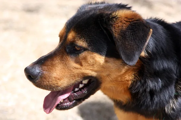 Shepherd dog profile — Stock Photo, Image
