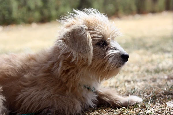 Liten brun och vit hund profil — Stockfoto