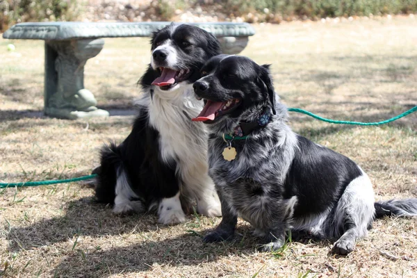 Border Collie Corgi Mischlingshunde sitzen zusammen lizenzfreie Stockbilder