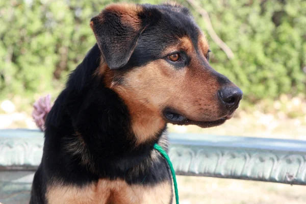 Vorsätzlicher Blick von Schäferhund Stockbild