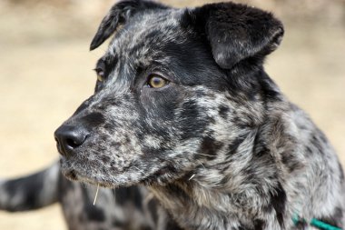 Catahoula Leopard Dog clipart