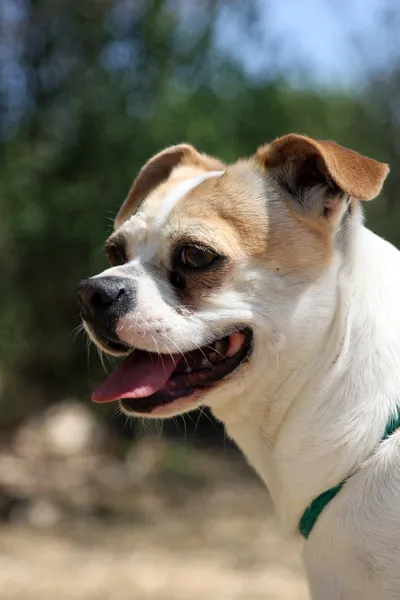 Profile of Chihuahua Pug blend dog — Stock Photo, Image