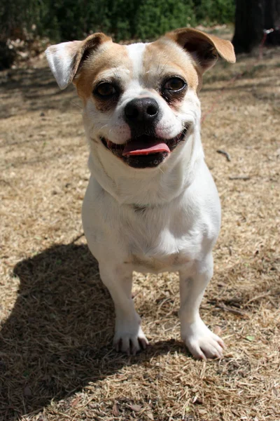 Chihuahua Pug blend — Stock Photo, Image