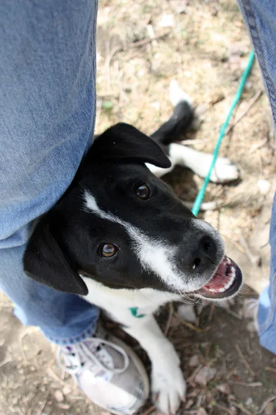 Черно-белый щенок, смесь Border Collie — стоковое фото