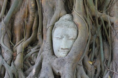 Buda heykelinin ağaca, ayutthaya, Tayland roots