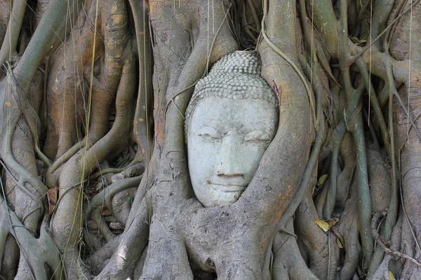 Estatua de Buda en las raíces del árbol en Ayutthaya, Tailandia —  Fotos de Stock