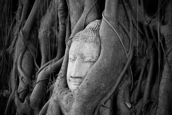 Buddha-Kopf unter einem Feigenbaum in Ayutthaya — Stockfoto