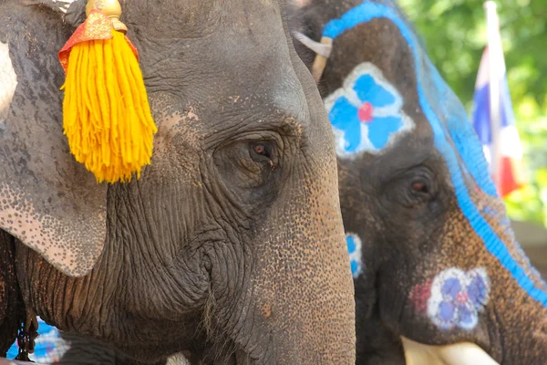Elefantes em Ayutthaya para o show . — Fotografia de Stock