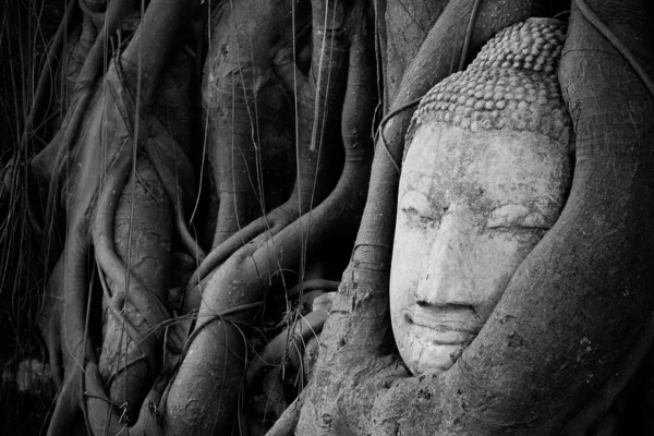 Buddha statue in the roots of tree at , Ayutthaya, Thailand — Stock Photo, Image