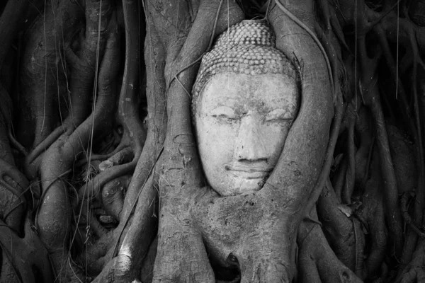 Buddha-Kopf unter einem Feigenbaum in Ayutthaya — Stockfoto