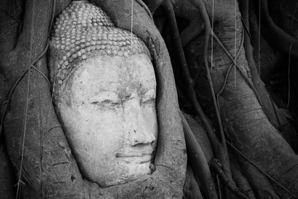Tête de Bouddha dans les racines des arbres, Ayutthaya, Thaïlande . — Photo