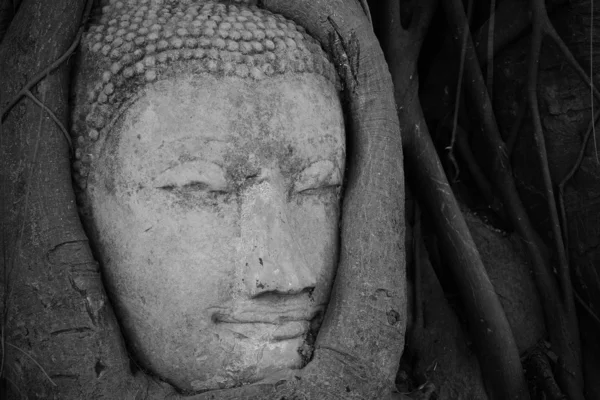 Hlava Buddhy v stromu kořeny, ayutthaya, Thajsko. — Stock fotografie