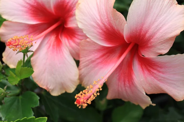 stock image Pink hibiscus.