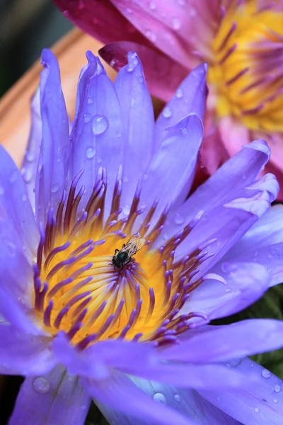 Nilüfer (lotus) — Stok fotoğraf